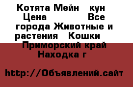 Котята Мейн - кун › Цена ­ 19 000 - Все города Животные и растения » Кошки   . Приморский край,Находка г.